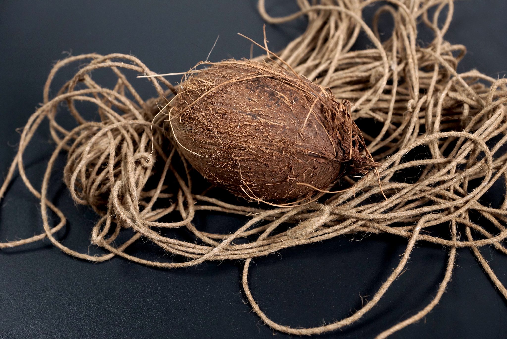 Ecaille Coco