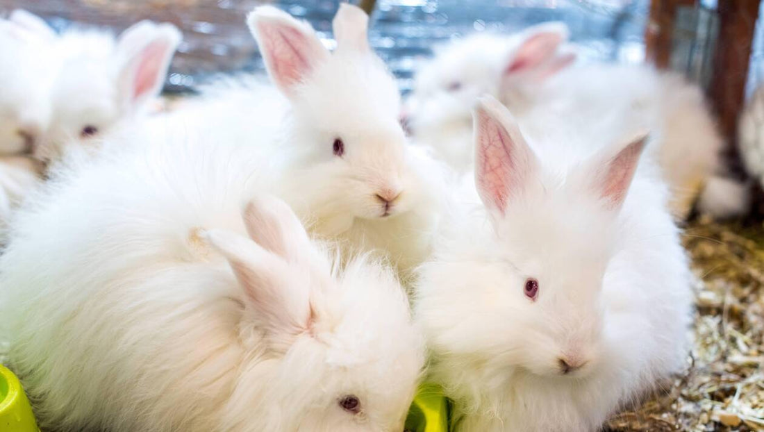 Angora : Tout savoir sur cette célèbre matière | Soubacq